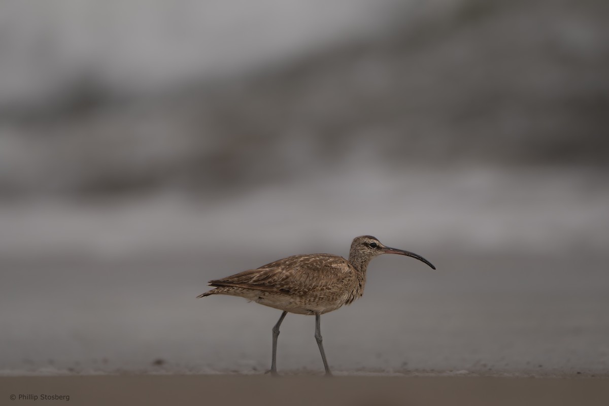 Whimbrel - ML620409224