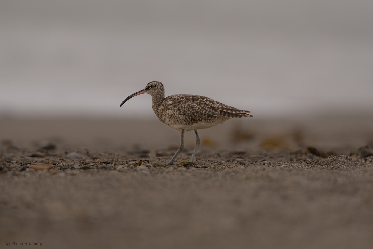 Whimbrel - Phillip Stosberg