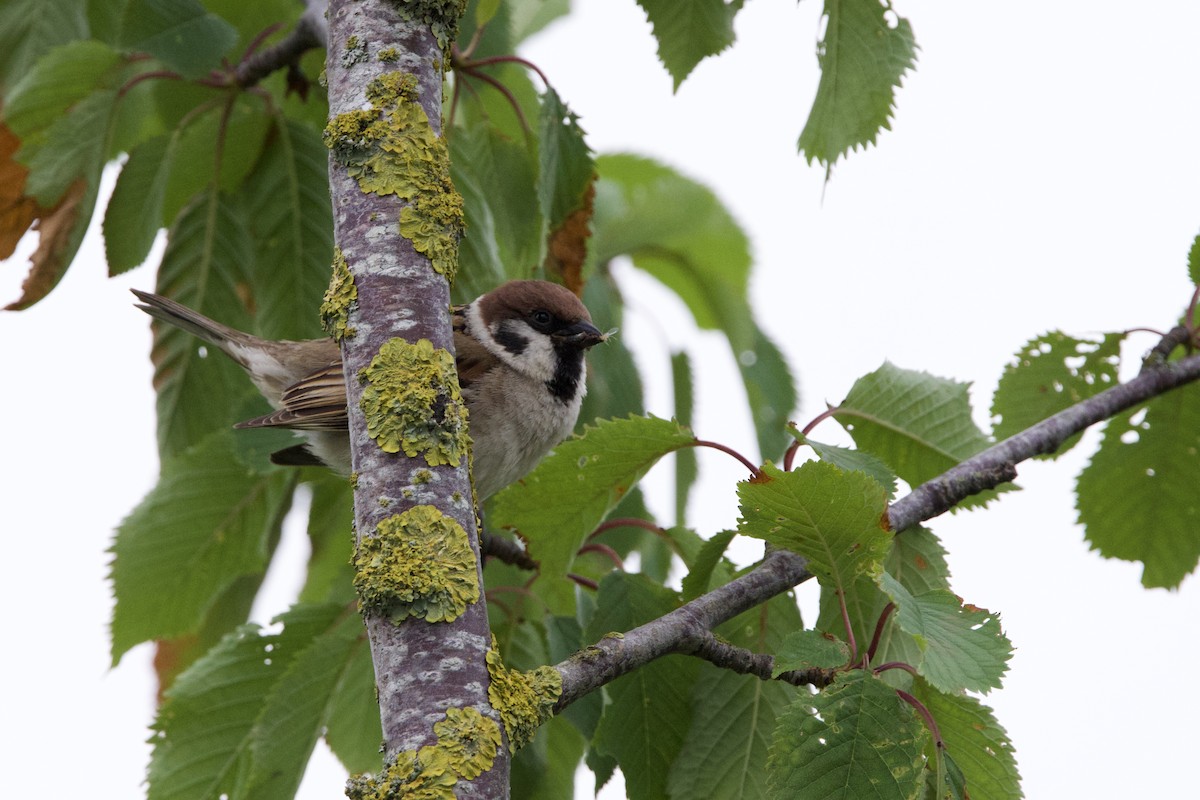 Eurasian Tree Sparrow - ML620409232