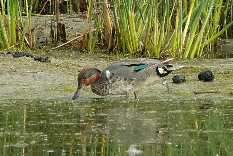 Green-winged Teal - ML620409251