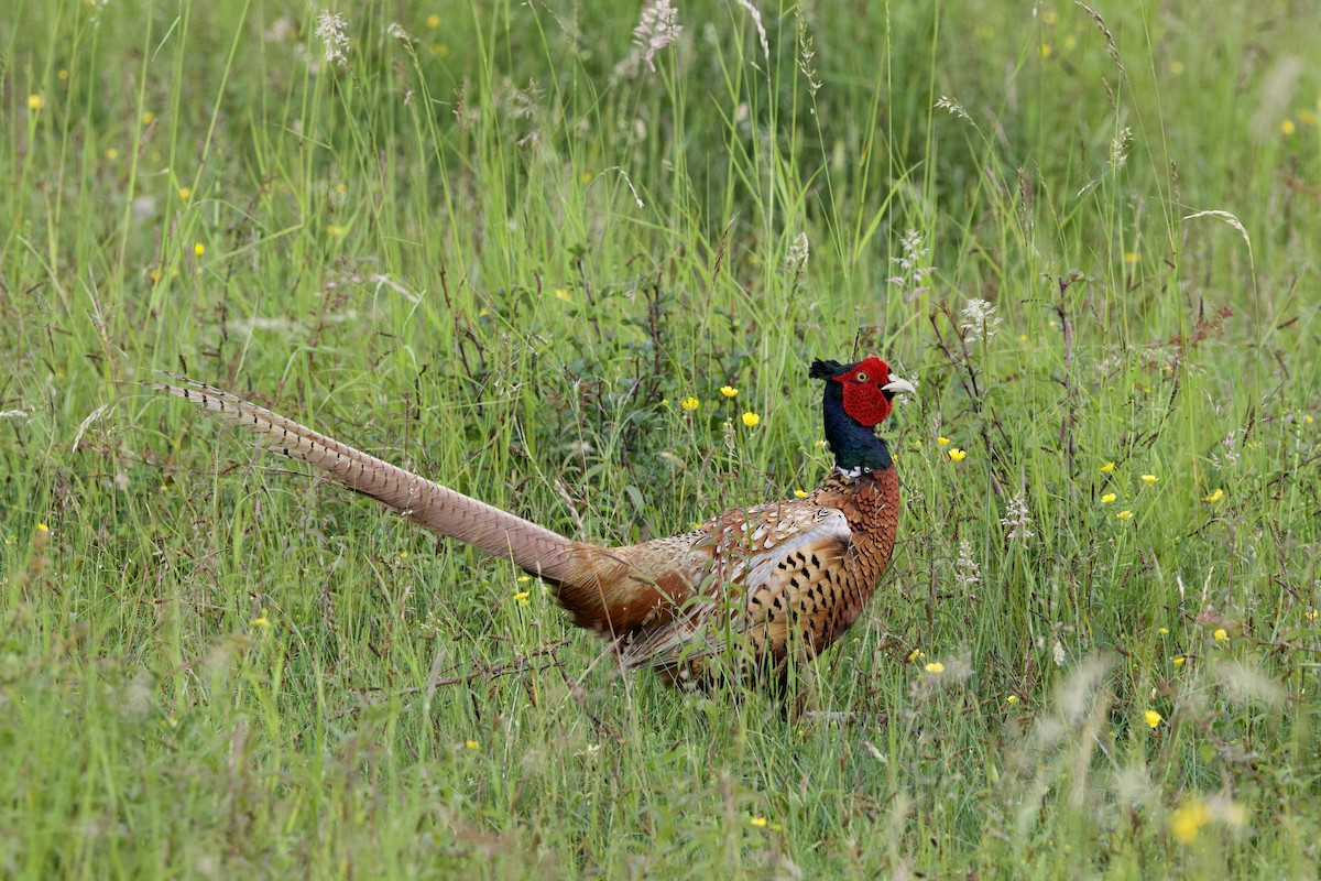 Ring-necked Pheasant - ML620409258