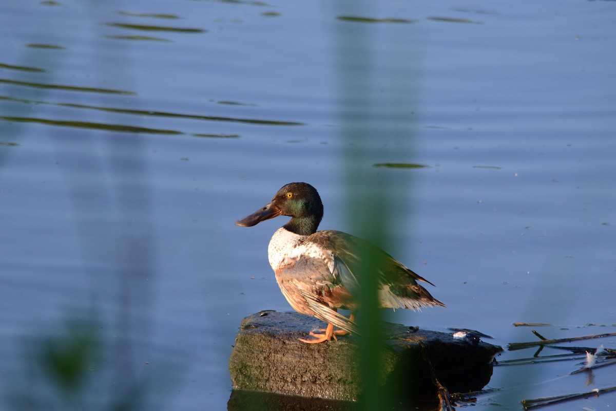 Northern Shoveler - ML620409259