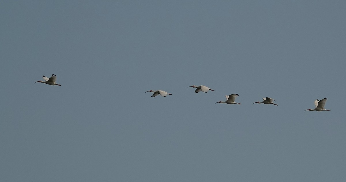 White Ibis - ML620409269