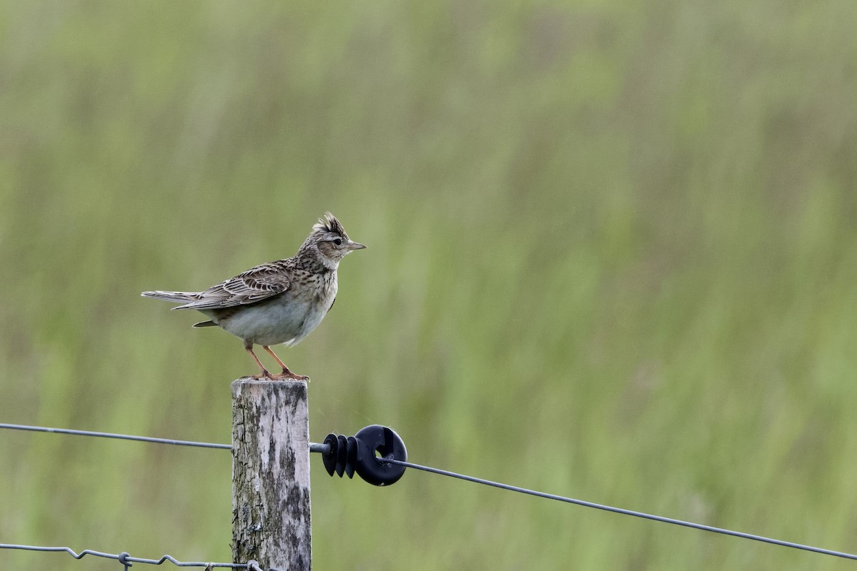 Eurasian Skylark - ML620409270