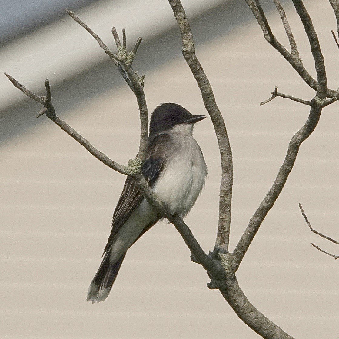 Eastern Kingbird - ML620409271