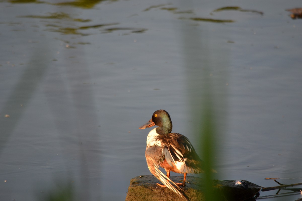 Canard souchet - ML620409273