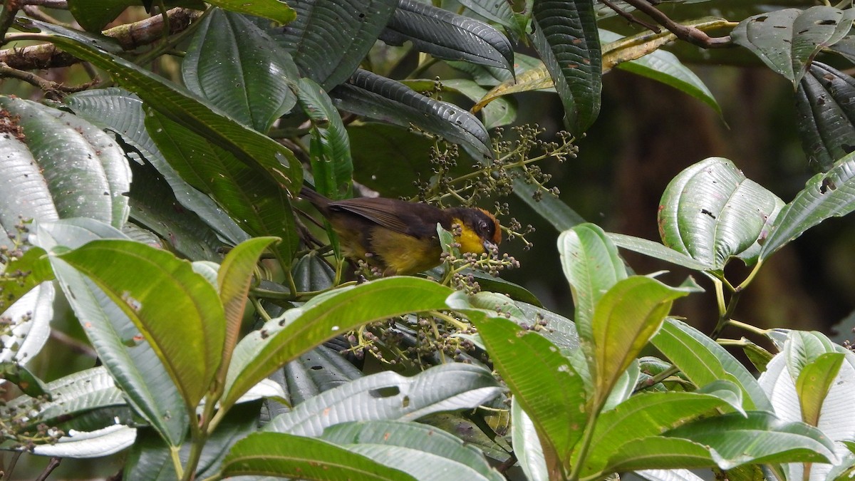 Tricolored Brushfinch - ML620409274