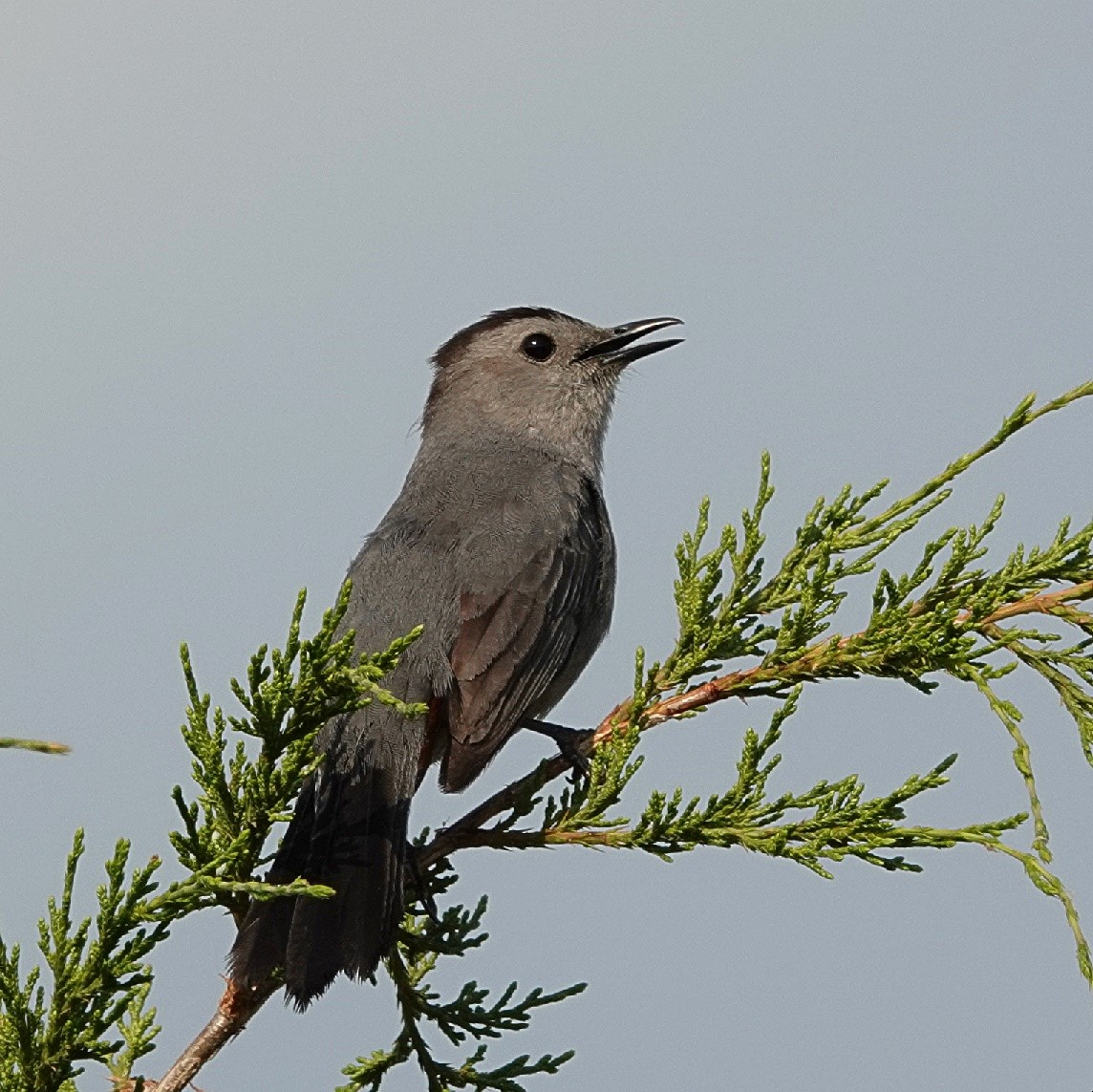 Gray Catbird - ML620409275