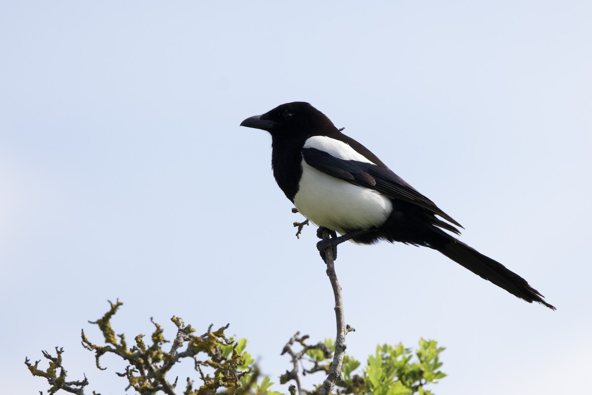 Eurasian Magpie (Eurasian) - ML620409284