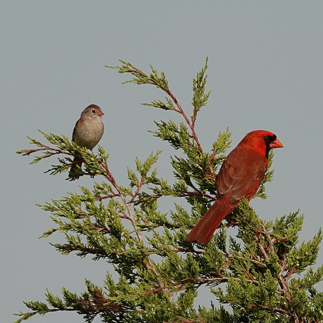 Field Sparrow - ML620409287