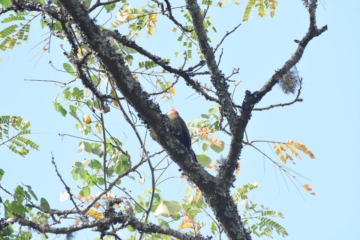 Olive Woodpecker (Southern) - ML620409295