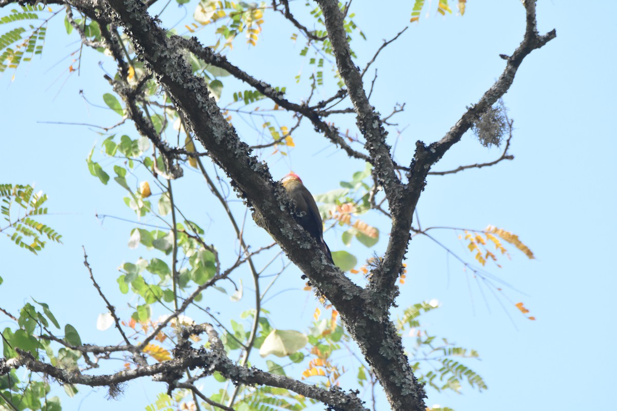 Olive Woodpecker (Southern) - ML620409296