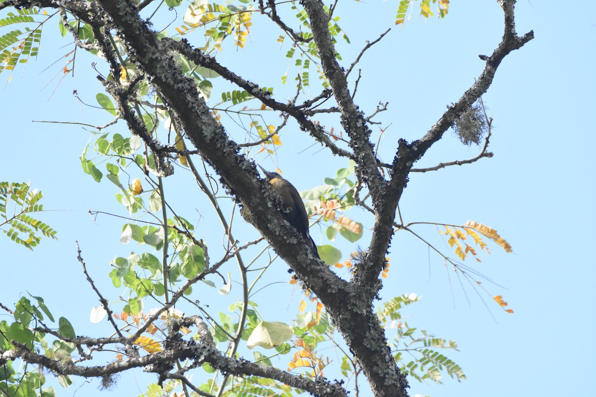 Olive Woodpecker (Southern) - ML620409297