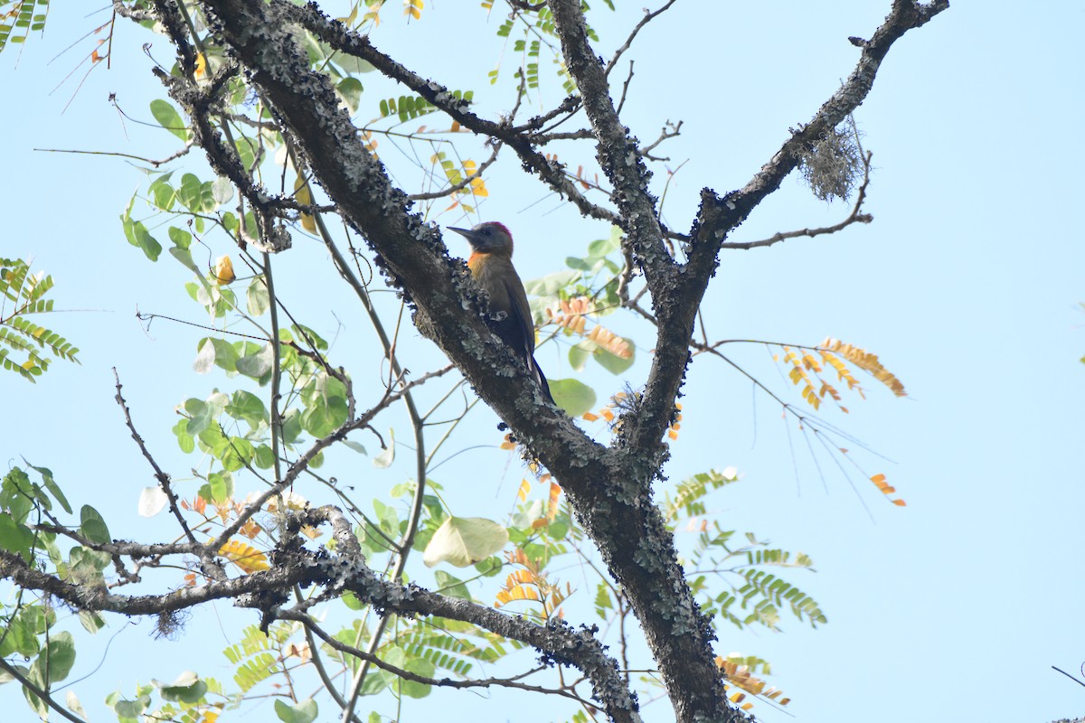 Olive Woodpecker (Southern) - ML620409298