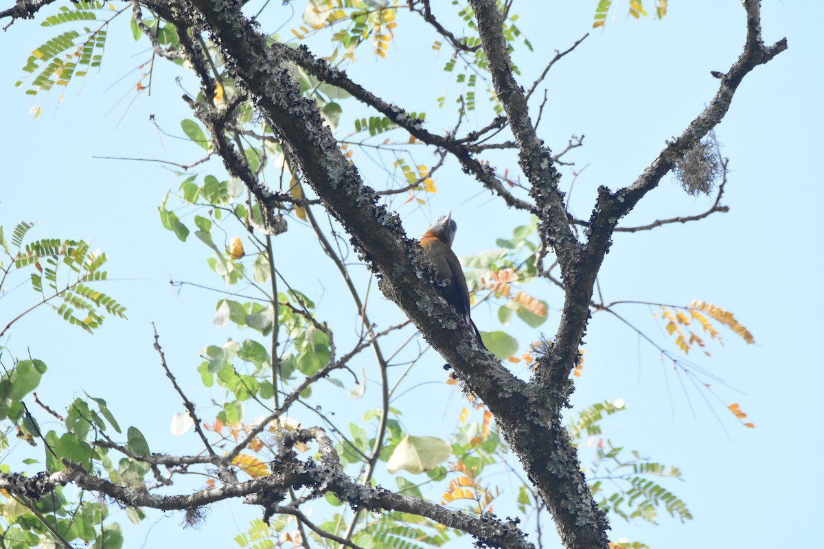 Olive Woodpecker (Southern) - ML620409299