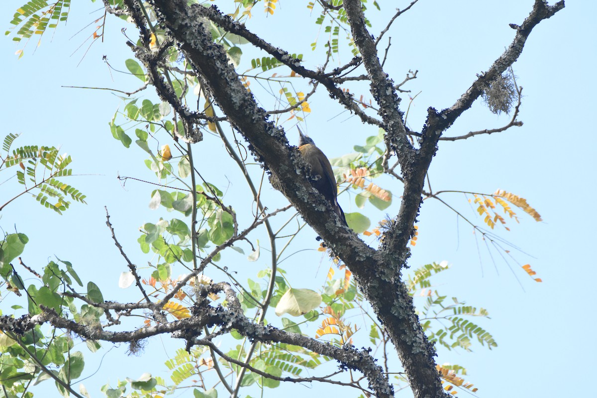 Olive Woodpecker (Southern) - ML620409300