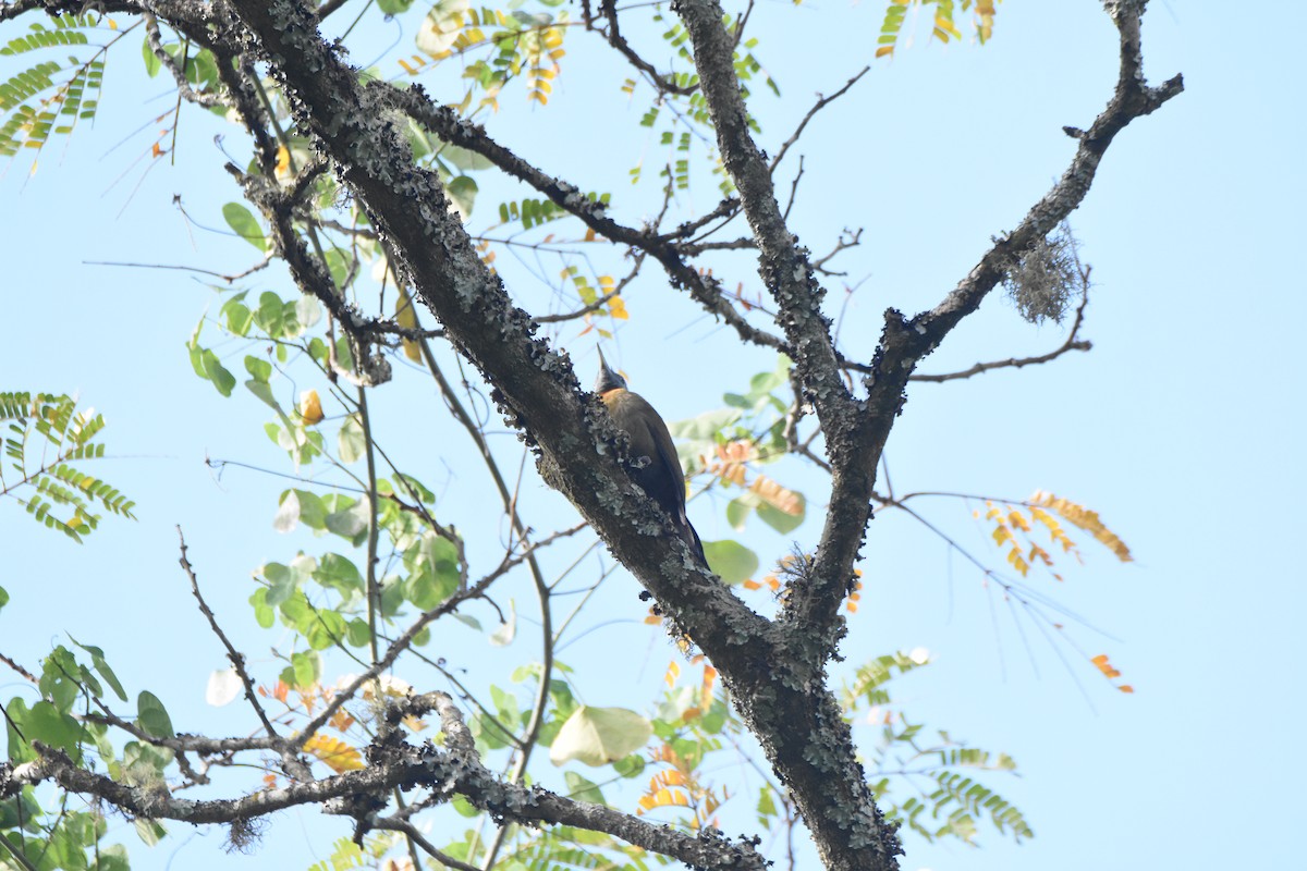 Olive Woodpecker (Southern) - ML620409301