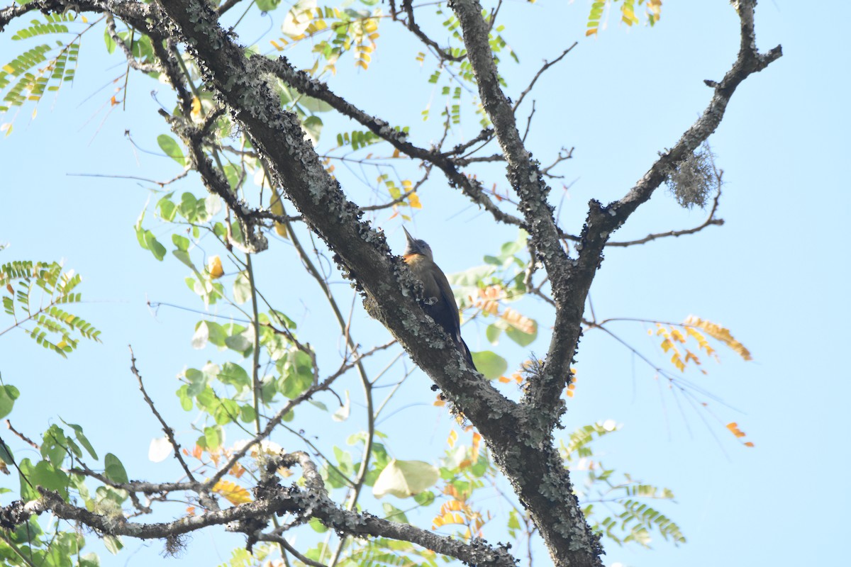 Olive Woodpecker (Southern) - ML620409302