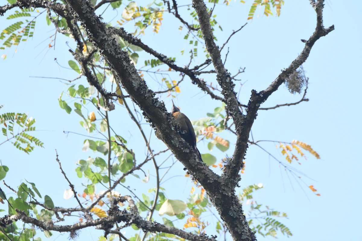 Olive Woodpecker (Southern) - ML620409303