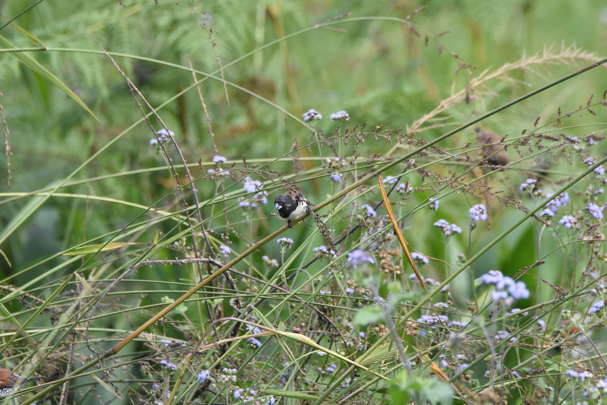 Glanzelsterchen (nigriceps/woltersi) - ML620409321