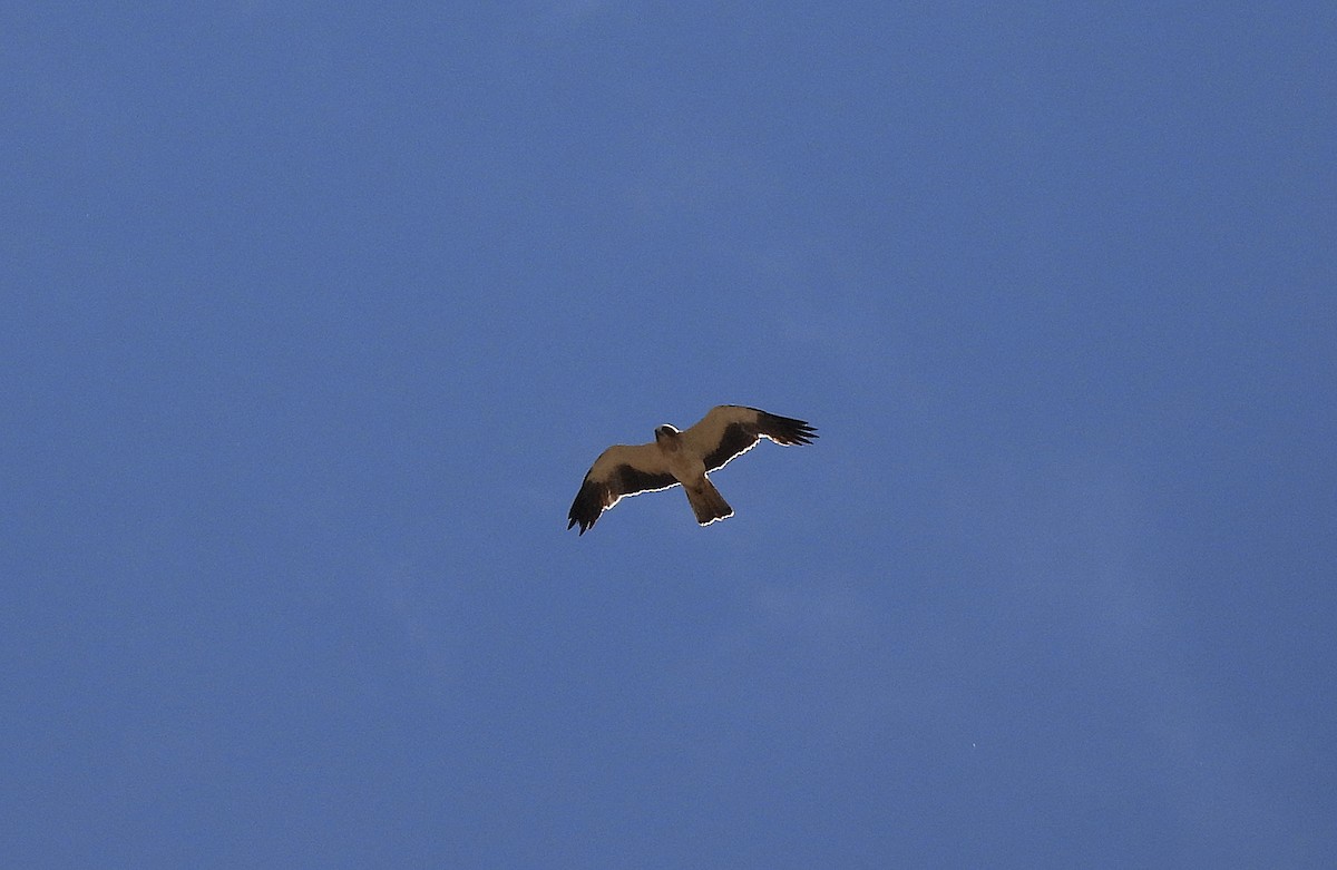 Booted Eagle - ML620409327