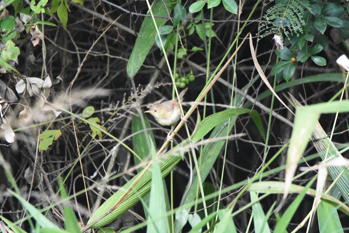 Red-faced Cisticola (Red-faced) - ML620409329