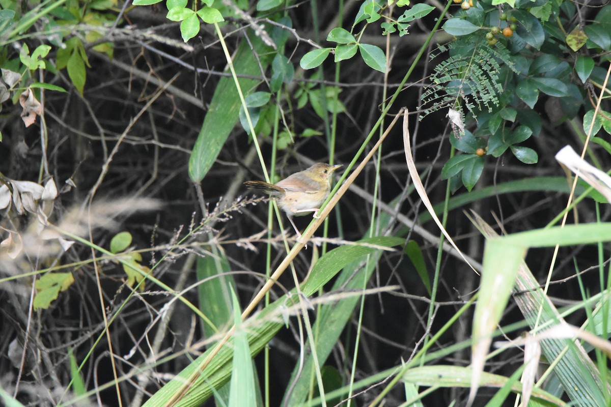 Red-faced Cisticola (Red-faced) - ML620409330