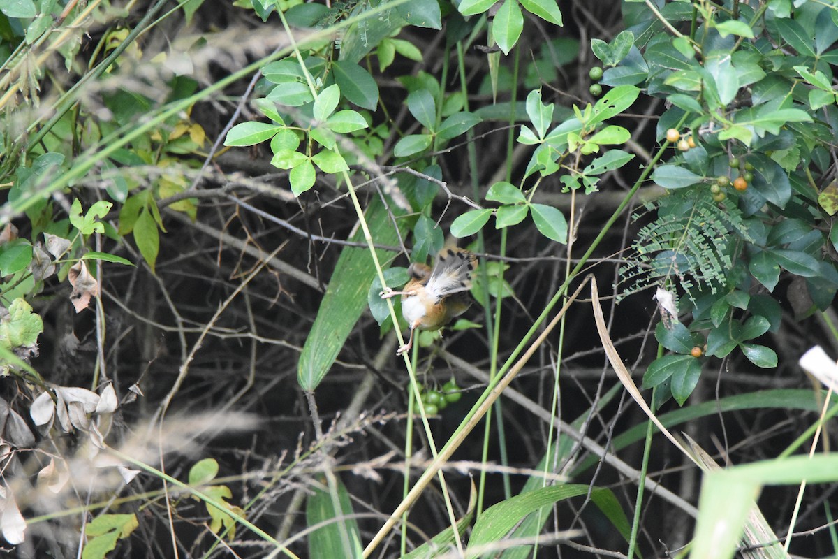 Red-faced Cisticola (Red-faced) - ML620409331