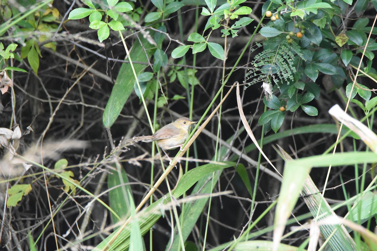 Red-faced Cisticola (Red-faced) - ML620409332