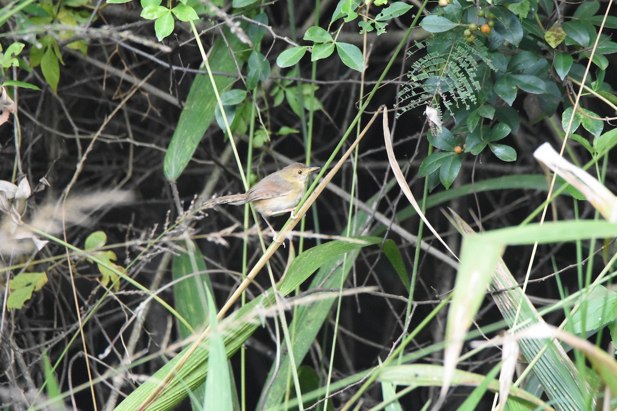 Red-faced Cisticola (Red-faced) - ML620409333