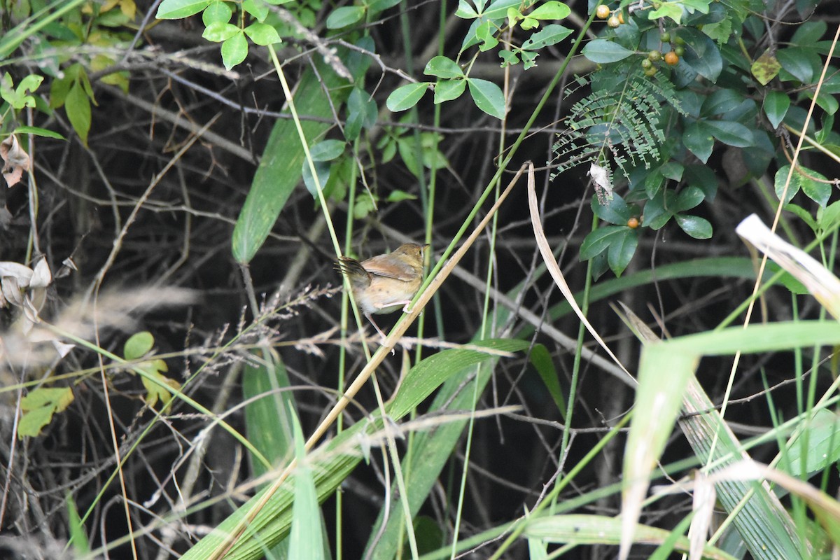 Red-faced Cisticola (Red-faced) - ML620409334