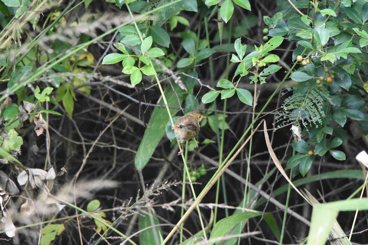 Red-faced Cisticola (Red-faced) - ML620409335
