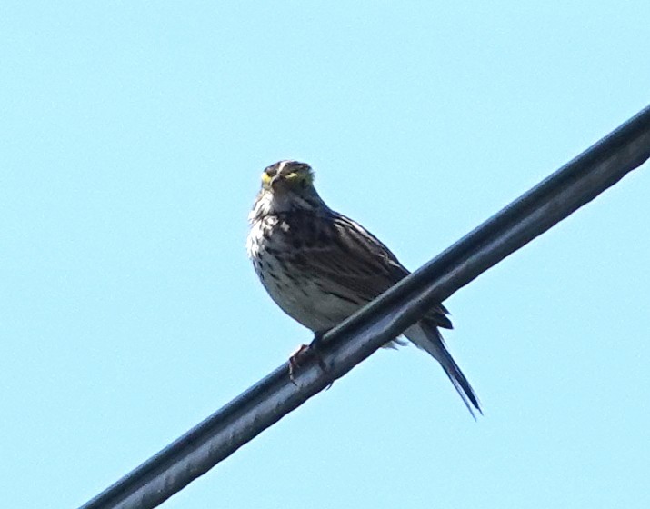 Savannah Sparrow - ML620409340