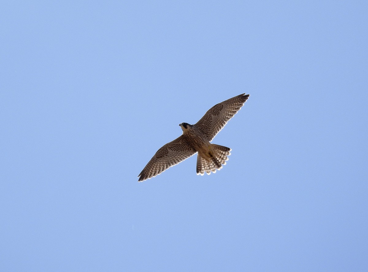 Peregrine Falcon - ML620409363