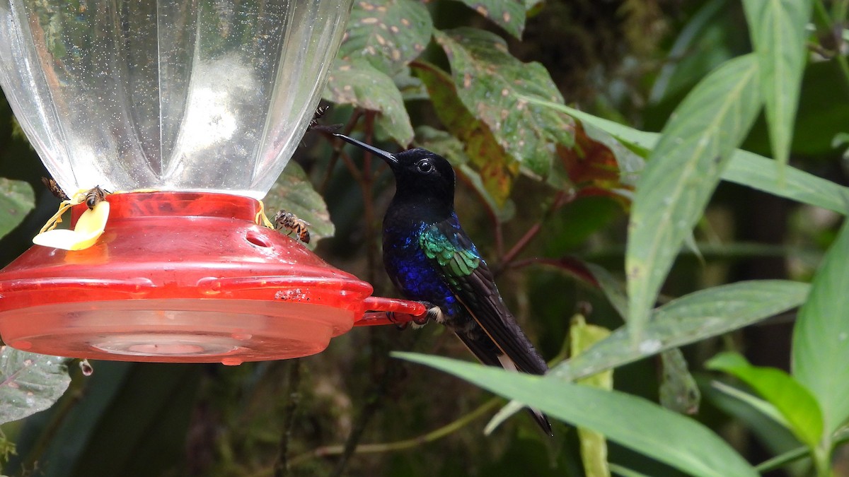 kolibřík hyacintový - ML620409364