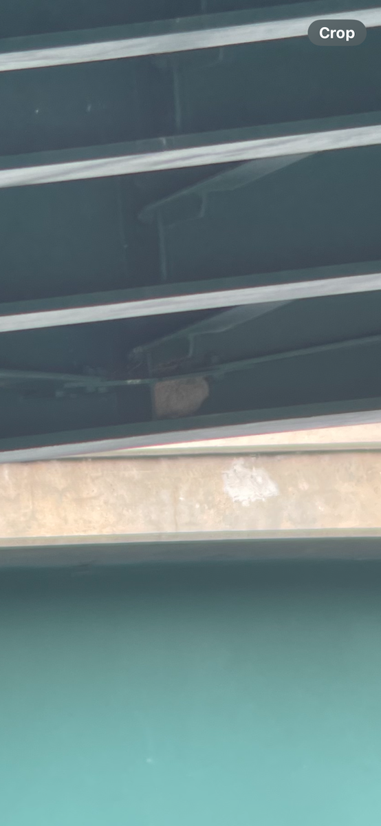 Cliff Swallow - ML620409366