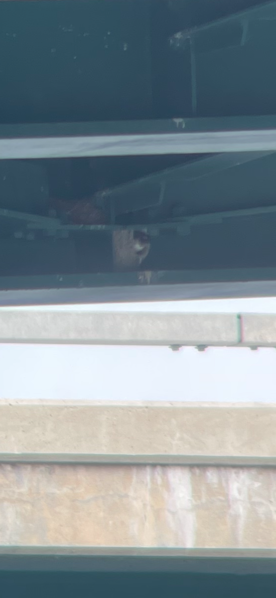 Cliff Swallow - ML620409367