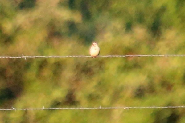 Lark Sparrow - ML620409370