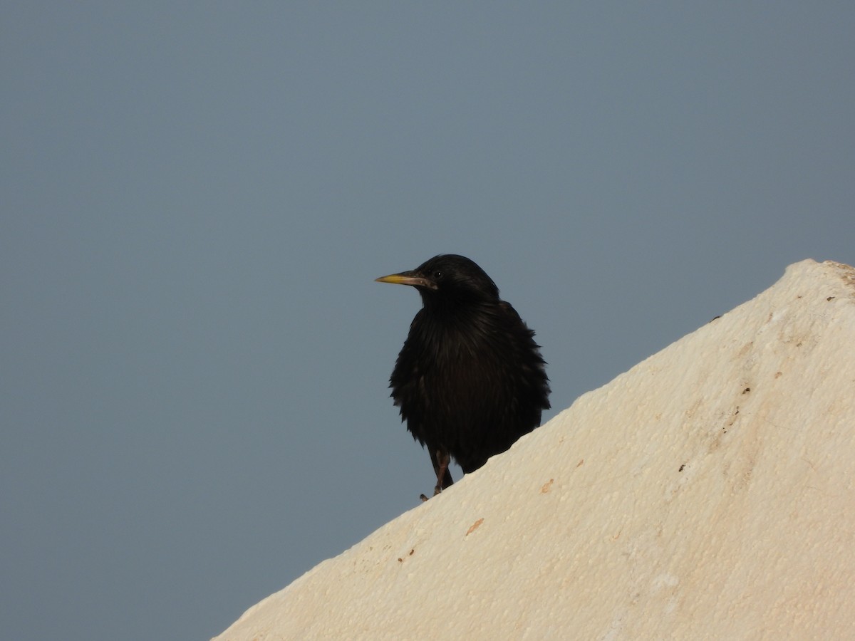 Spotless Starling - ML620409372