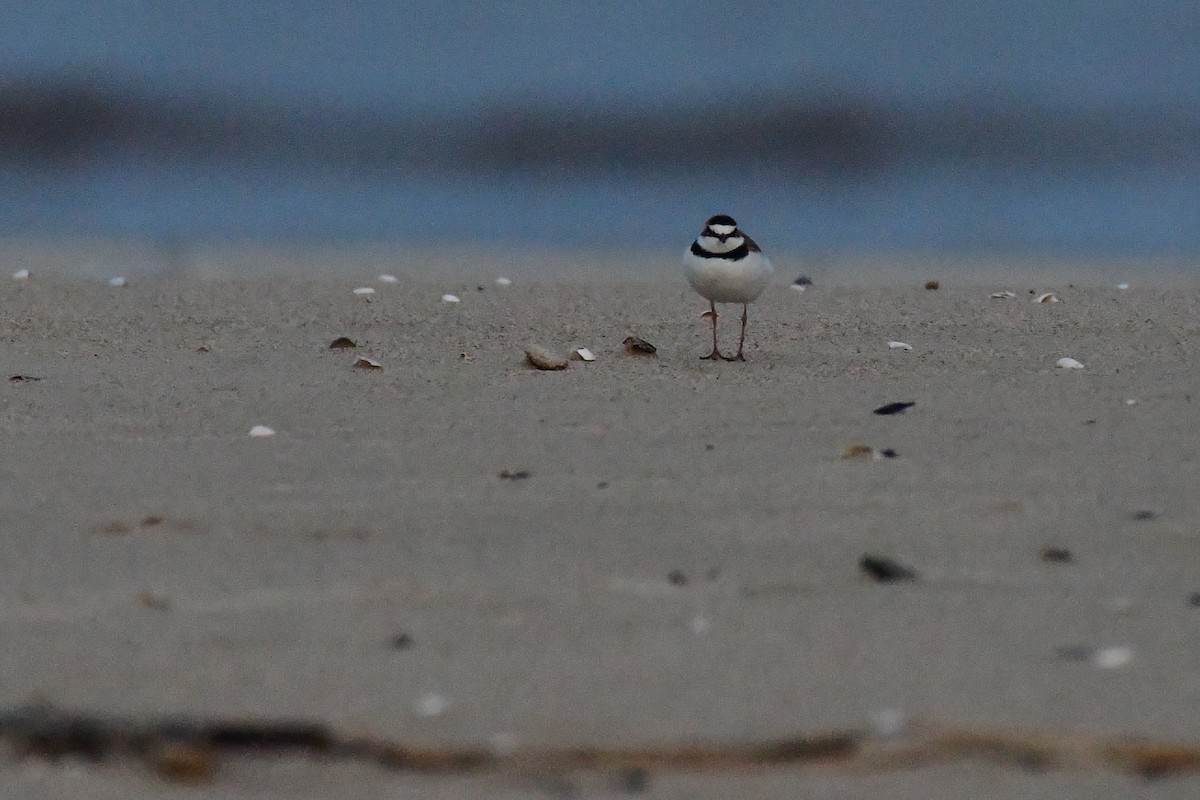 Collared Plover - ML620409374