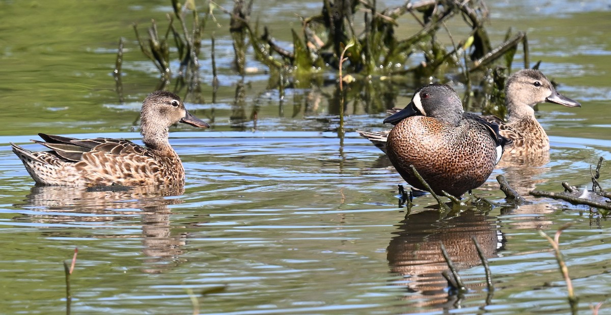 Blue-winged Teal - ML620409383