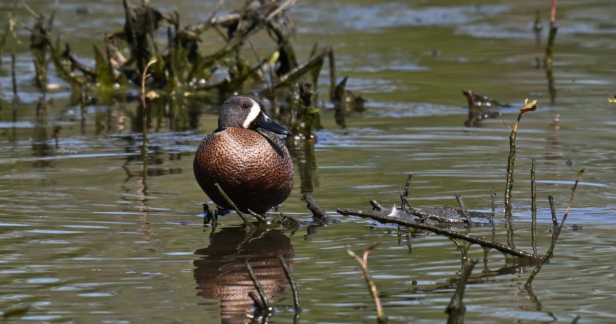 Blue-winged Teal - Andy Reago &  Chrissy McClarren