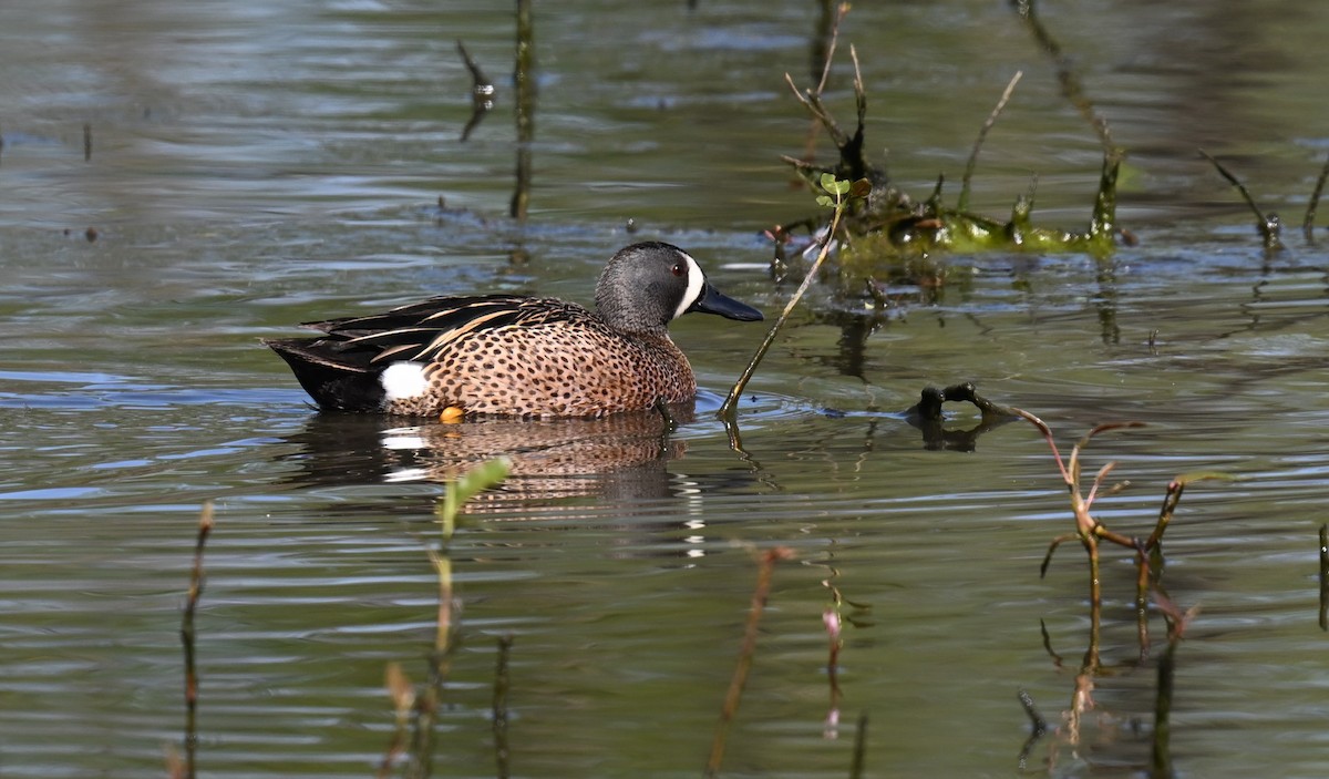 Blue-winged Teal - ML620409385