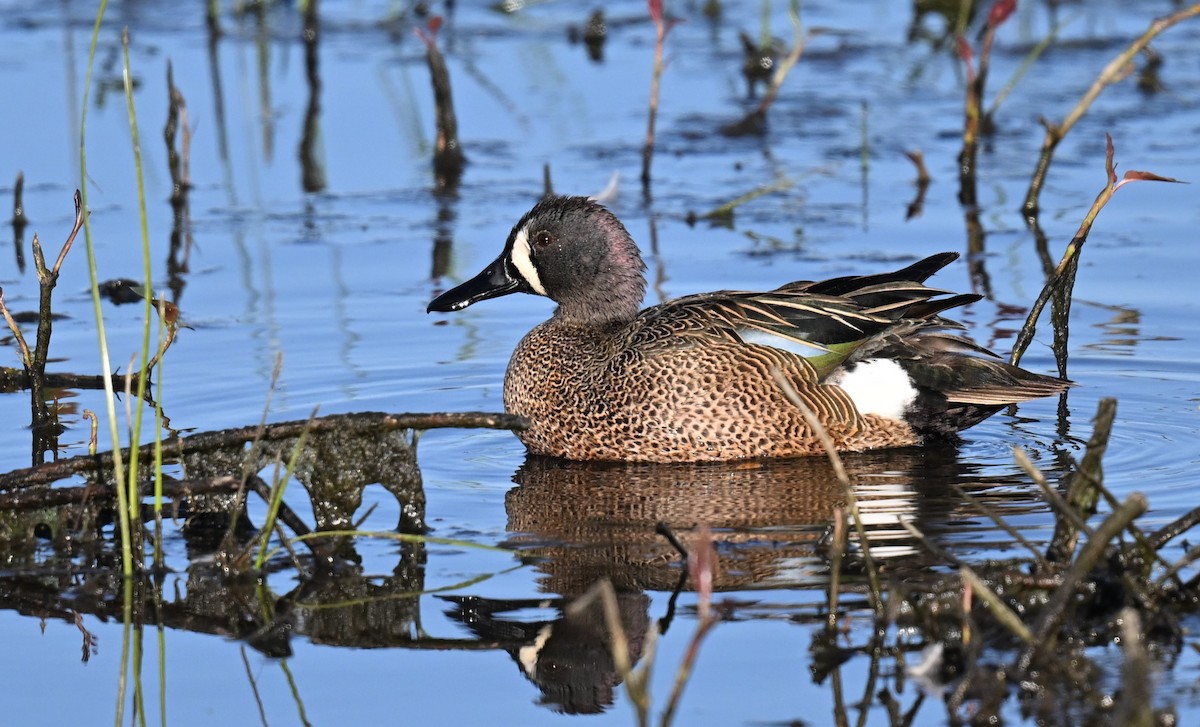 Blue-winged Teal - ML620409386