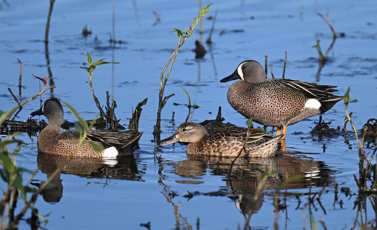 Blue-winged Teal - ML620409387