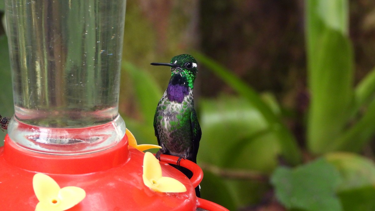 Purple-bibbed Whitetip - ML620409394