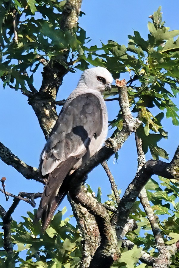 Mississippi Kite - ML620409399