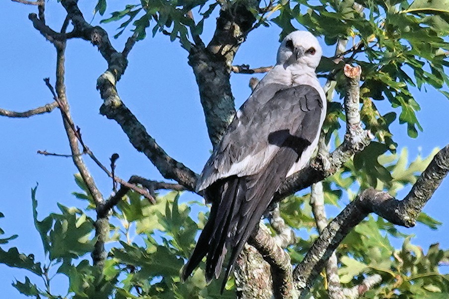 Mississippi Kite - ML620409400