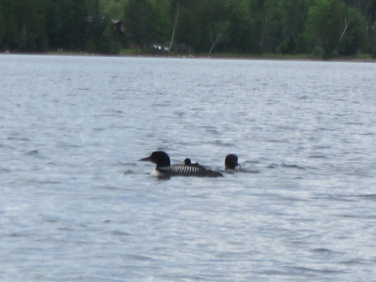 Common Loon - ML620409433