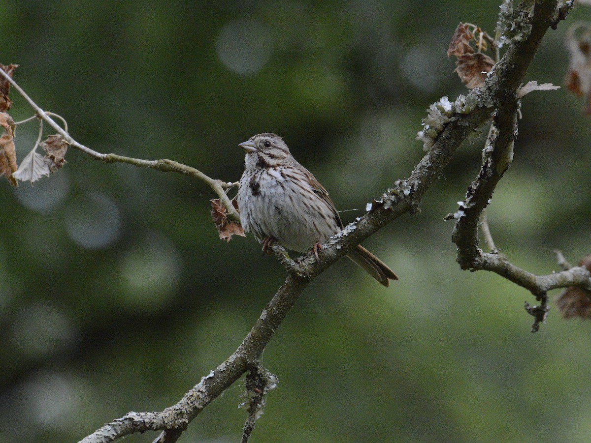 Song Sparrow - ML620409435